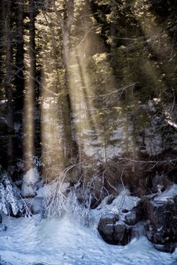 mist-frost-trees               