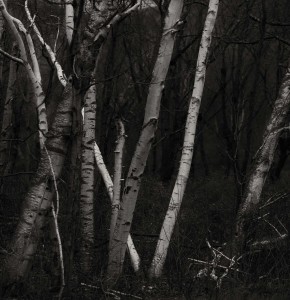 birches        