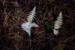 ferns      