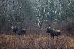 moose   
