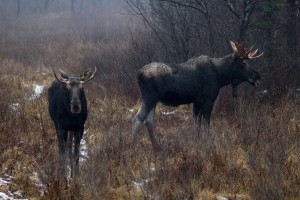 moose2         