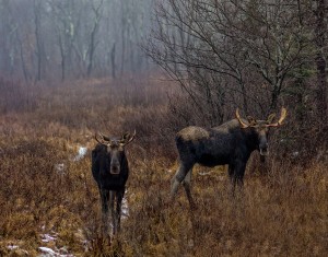 moose3   