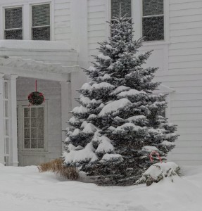 xmastree   
